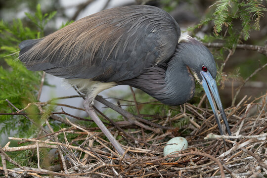 Tricolored Heron Arranging Stick in Nest With Single Blue Egg