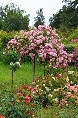 Fototapeta premium Abundant rose bushes covered with vivid pink flowers growing in row along garden path. Dense green foliage and blooming plants in public park or botanical garden on summer background. Plant breeding
