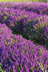 Obraz premium Wide view of blooming lavender field under strong summer light. Rows of vibrant purple flowers create stunning natural texture, representing fragrance. Landscape, natural background, herbal wallpaper