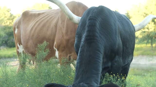 Texas longhorn cow grooming black calf closeup on farm during summer season in pasture field.