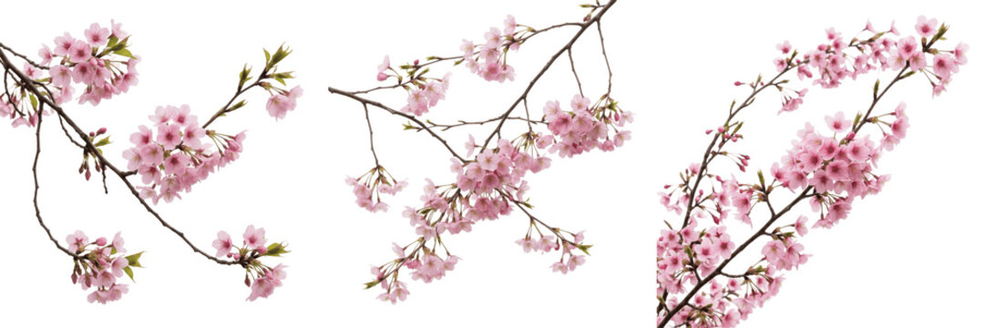 Set and collection of pink cherry blossom branch isolated on white background