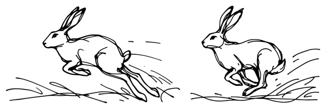Running Hare Sketch Vector, Wild Rabbit Jumping in Field Illustration, Dynamic Wildlife Line Art Drawing