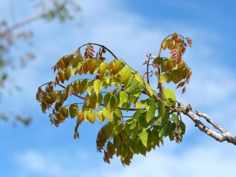 Emerging spring foliage of Kentucky Coffeetree (Gymnocladus dioicus) against blue sky