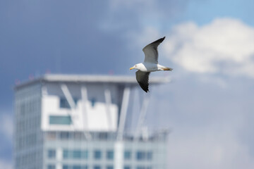Lesser black-backed gull flying over Helsinki © Julius