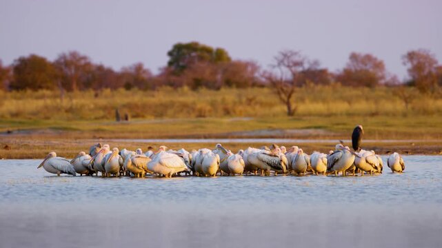 A wide angle shot of a family of great white pelican (Pelecanus onocrotalus) in Moremi Game Reserve.