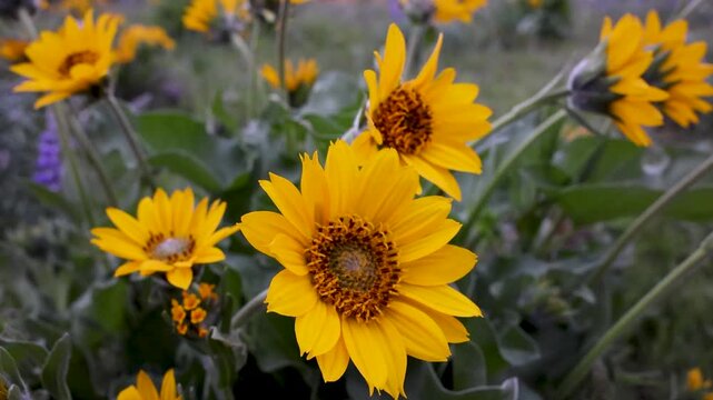 Yellow flowering balsamroot plant dancing in a slight breeze