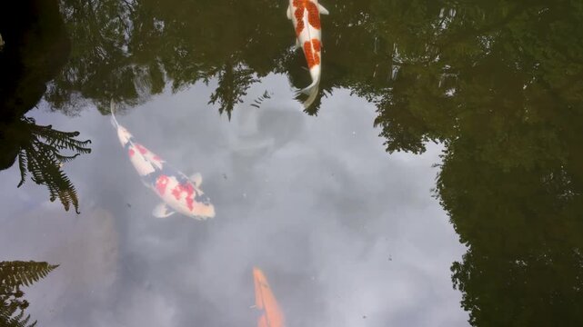 Three koi fish swimming in a dark pond with a forest reflection