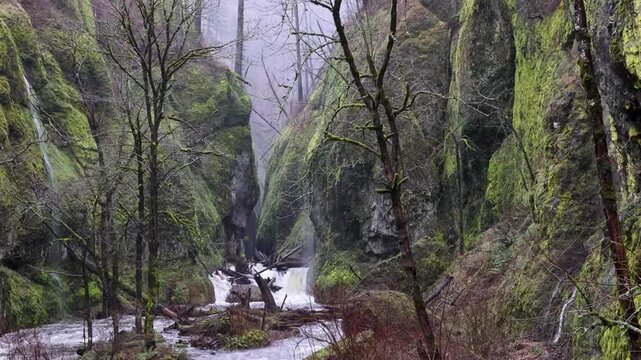 Oneonta Falls during a rainy winter day after fire damage