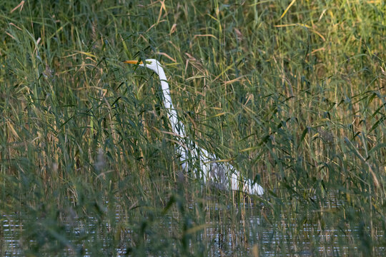 A great egret in Espoo, Finland