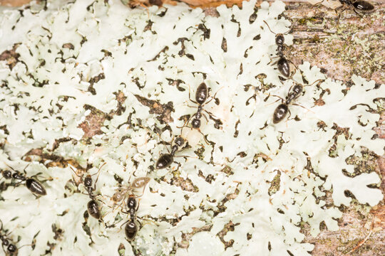 Close up of worker ants with larvae