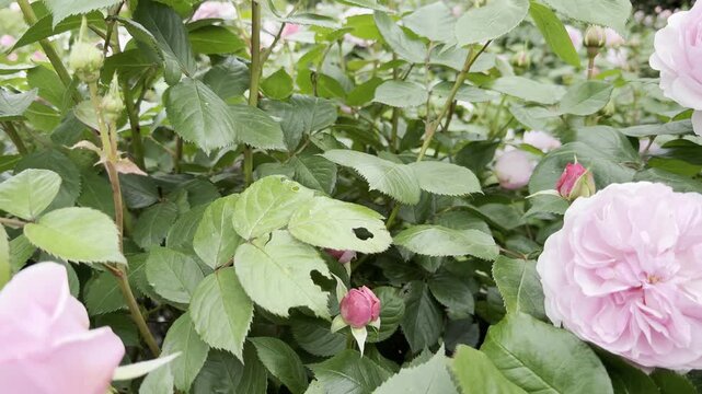 Pink double roses blooming in spring at Kew Gardens in England. Lush layered petals and fresh green foliage create a romantic floral scene in the famous English garden.