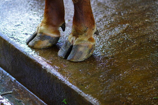 Closeup of cow hooves standing on a wet concrete floor in a barn