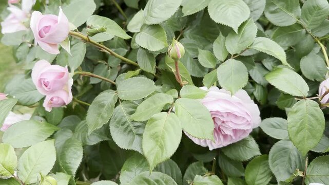 Blooming pink double roses in springtime at Kew Gardens, England. Delicate layered flowers surrounded by rich green leaves in a classic English garden setting.