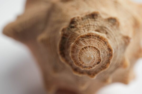 Murex Gastropod Shell Apex Top View Spiral Whorl Macro