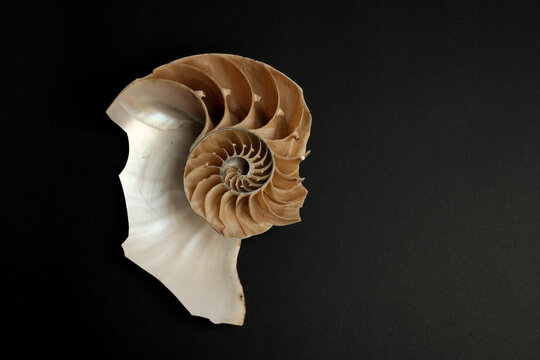 Nautilus Pompilius Halved Shell Cross Section Dark Background Dramatic Light