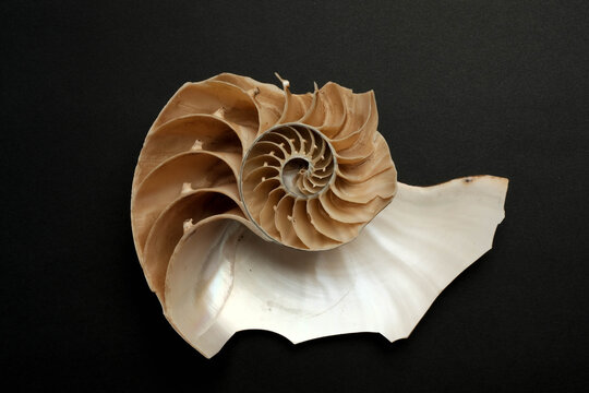 Nautilus Pompilius Shell Cross Section Chambers Septa Macro Dark Backgr