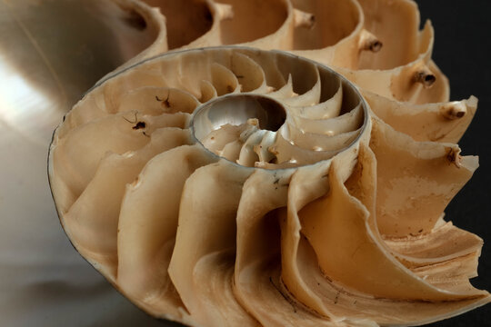 Nautilus Pompilius Shell Cross Section Chambers Septa Macro Dark Backgr