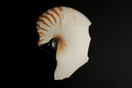 Nautilus Pompilius Shell Fragment Spiral Pattern White Background