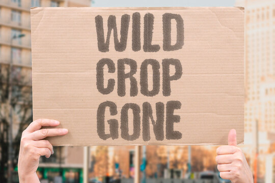"Wild Crop Gone" Wild relatives of crops holding disease resistance are disappearing. WILD. RELATIVES. CULTIVATED. DISEASE. DISAPPEARING.