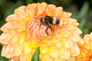 close up of a bumble bee collecting nectar from a flower © Nathan McClunie