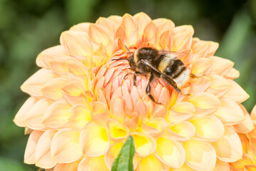 close up of a bumble bee collecting nectar from a flower © Nathan McClunie