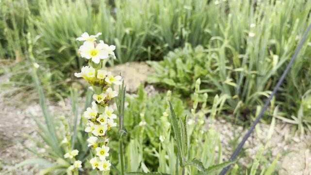 Sisyrinchium striatum, commonly known as pale yellow-eyed-grass or satin flower, is an evergreen perennial plant in the Iridaceae family. It produces elegant pale yellow blooms with sword-like green f