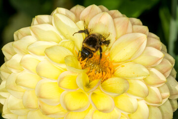 close up of a bumble bee collecting nectar from a flower © Nathan McClunie