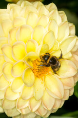 close up of a bumble bee collecting nectar from a flower © Nathan McClunie