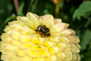 close up of a bumble bee collecting nectar from a flower © Nathan McClunie