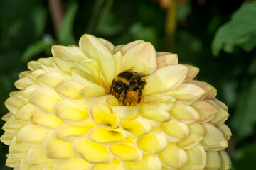 close up of a bumble bee collecting nectar from a flower © Nathan McClunie