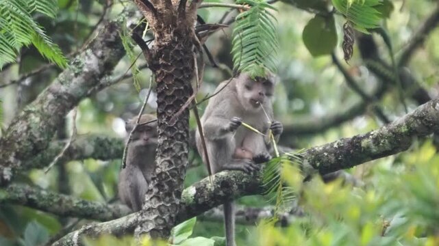Macaca fascicularis (Monyet kra, kera ekor panjang, monyet ekor panjang, long-tailed macaque, monyet pemakan kepiting, crab-eating monkey) on the tree.