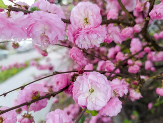 Różowe kwiaty krzewu migdałowca (Prunus dulcis) w wiosenny dzień. Delikatne kwiaty mają liczne, delikatne, różowe płatki i drobne, zielone liście. Gałęzie są smukłe i wyraźnie widoczne na rozmytym tle © Grzegorz