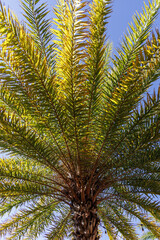 Low angle view of a palm tree with green fronds against a clear blue sky © Blubird