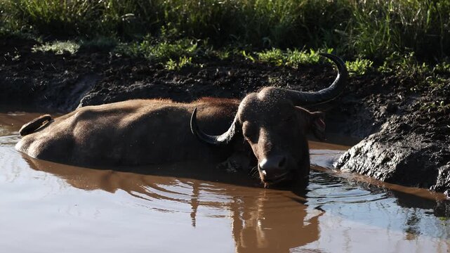 African buffalo bull wallowing in muddy water at sunset in African wildlife reserve, flies swarming around massive animal during golden hour safari scene in natural savanna habitat, cinematic nature