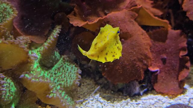 Close up of a small yellow pyramid puffer fish swimming beside a coral reef underwater