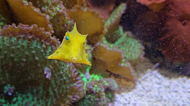 Close up of a small yellow pyramid puffer fish swimming beside a coral reef underwater