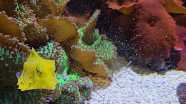 Close up of a small yellow pyramid puffer fish swimming beside a coral reef underwater