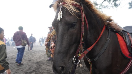 horse and rider © jefri