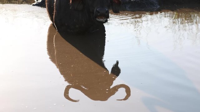 African buffalo bull wallowing in muddy water at sunset in African wildlife reserve, flies swarming around massive animal during golden hour safari scene in natural savanna habitat, cinematic nature