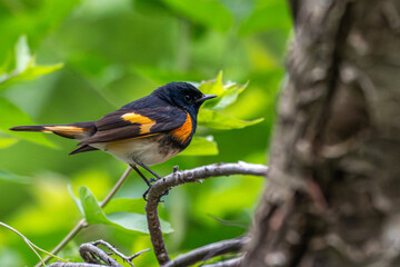 Fototapeta premium Male American redstart perched in a tree.