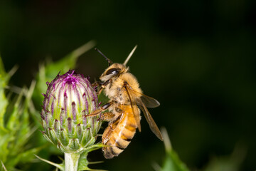 close up of Honey Bee collecting nectar from California thistle flower © Nathan McClunie