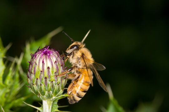 close up of Honey Bee collecting nectar from California thistle flower