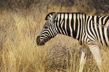 A plains zebra stands calmly in the dry grasslands of Namibia, surrounded by soft golden vegetation and rugged rock formations. The black and white stripes contrast beautifully with the warm African l © Thomas
