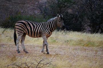 Obraz premium A plains zebra stands calmly in the dry grasslands of Namibia, surrounded by soft golden vegetation and rugged rock formations. The black and white stripes contrast beautifully with the warm African l