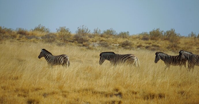 A pair of plains zebras standing on the dry, sunlit savanna of Etosha National Park, Namibia, captured in sharp detail. Their black‑and‑white stripes, sandy terrain, and sparse golden vegetation creat