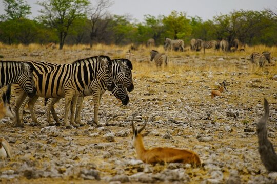 Zebras and Springboks in the Arid Savanna of Etosha National Park, Namibia