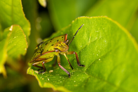 Close up of Nezara viridula, commonly known as the southern green stink bug (USA), southern green shield bug (UK) or green vegetable bug (Australia and New Zealand), which is a plant-feeding stink bug