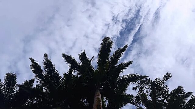 Tall palm tree viewed from below with tropical fronds and cloudy sky