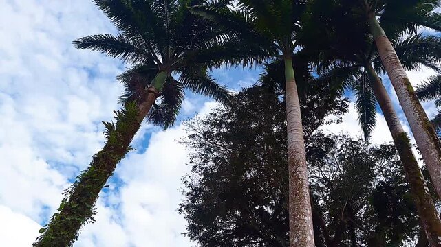 Tall palm trees rise into a blue sky with soft white clouds, viewed from below for a dramatic canopy perspective.