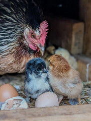 Mother Hen Watching Newly Hatched Chicks Inside Rustic Chicken Coop © digidreamgrafix